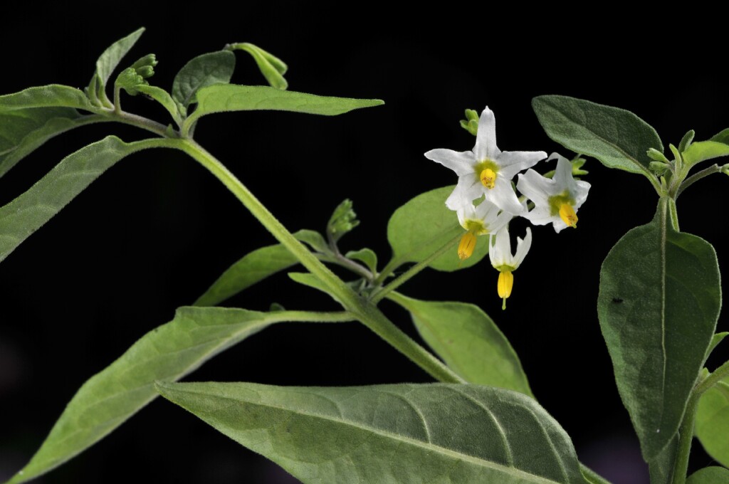 Solanum chenopodioides (hero image)