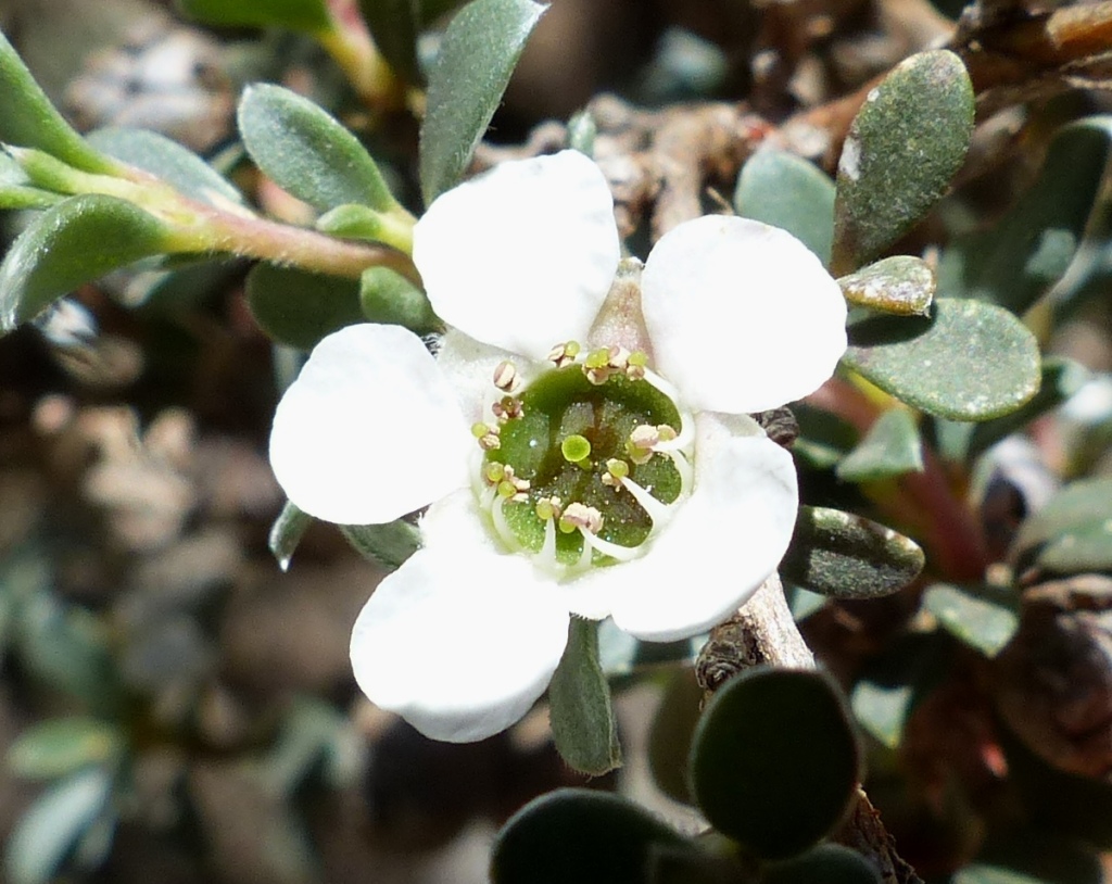 Leptospermum myrtifolium (hero image)