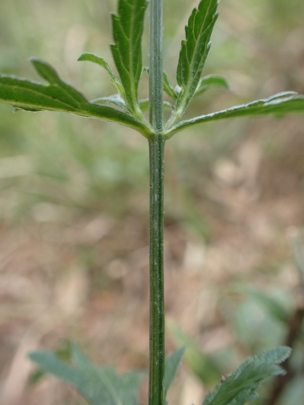 Verbena officinalis var. officinalis (hero image)