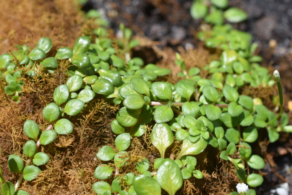 Epilobium brunnescens (hero image)