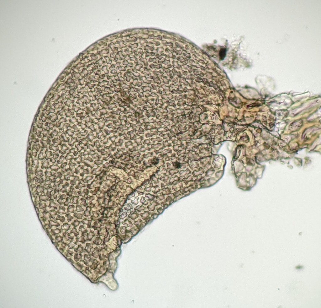 Frullania clavata (hero image)