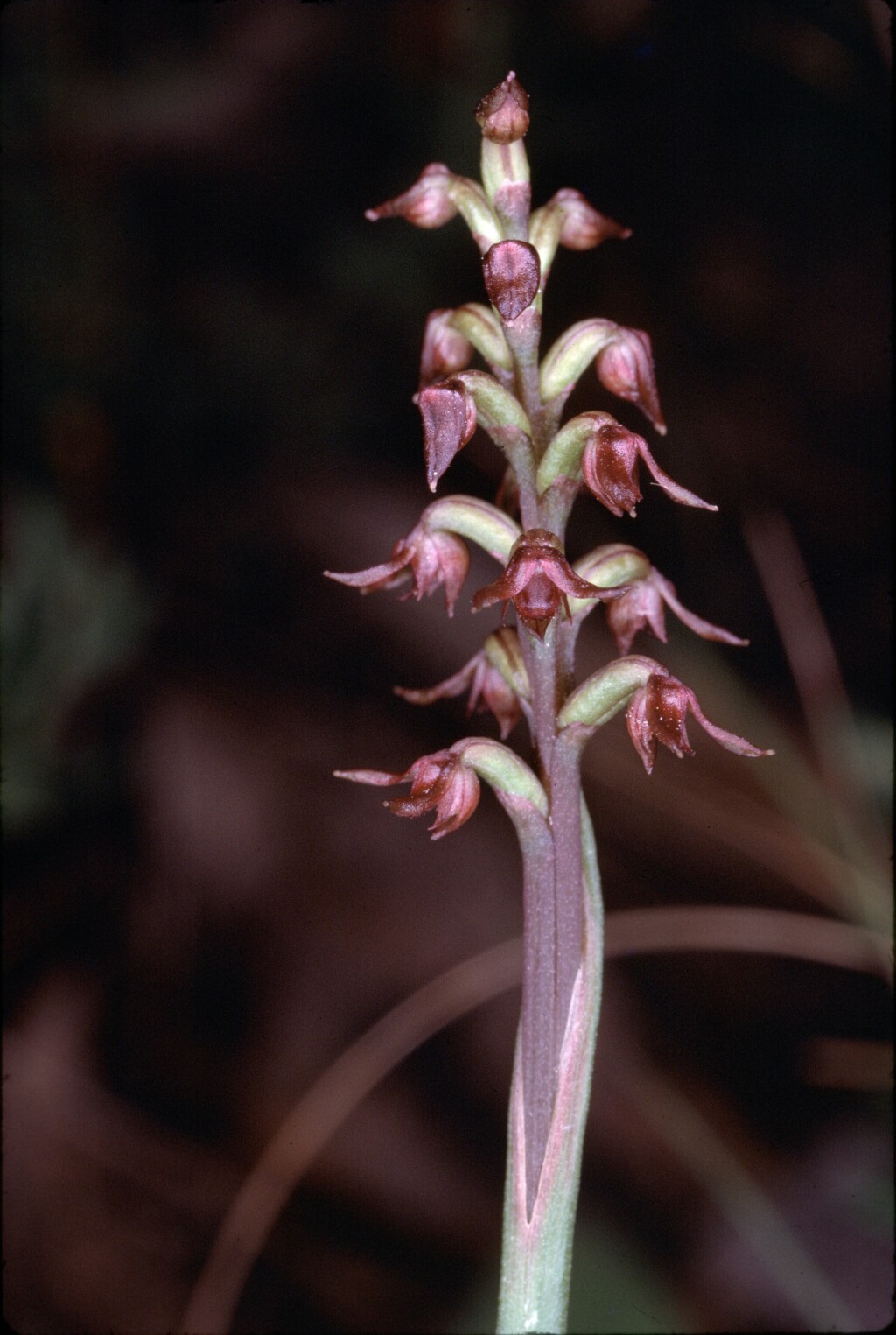 Corunastylis nuda (hero image)