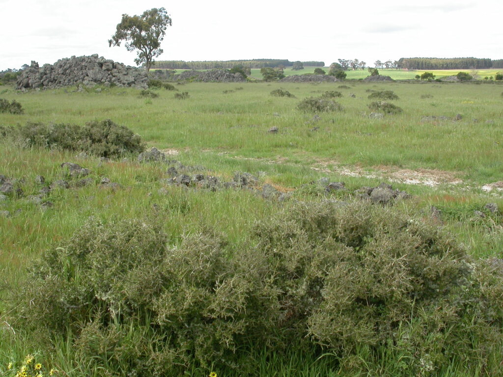 Melicytus angustifolius (hero image)