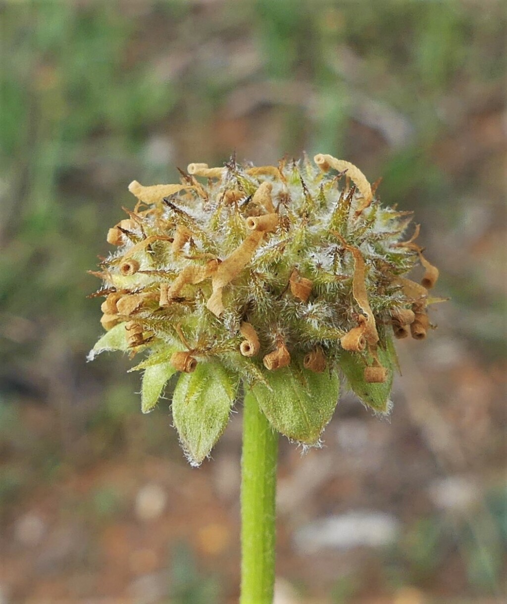 Calotis scabiosifolia (hero image)
