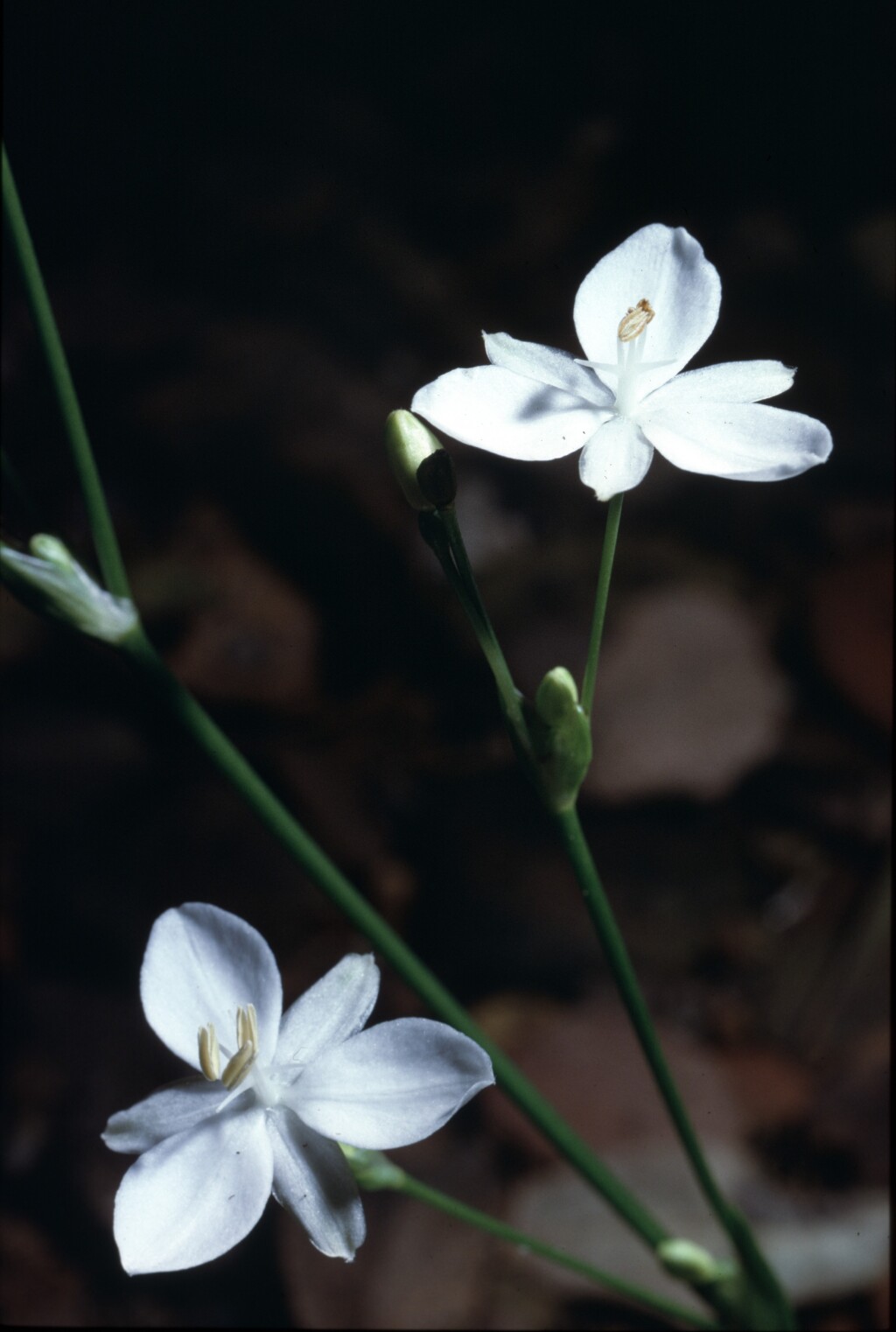 Libertia paniculata (hero image)