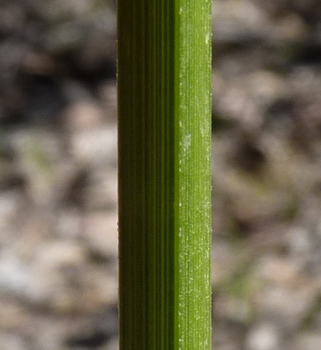 Carex appressa (hero image)