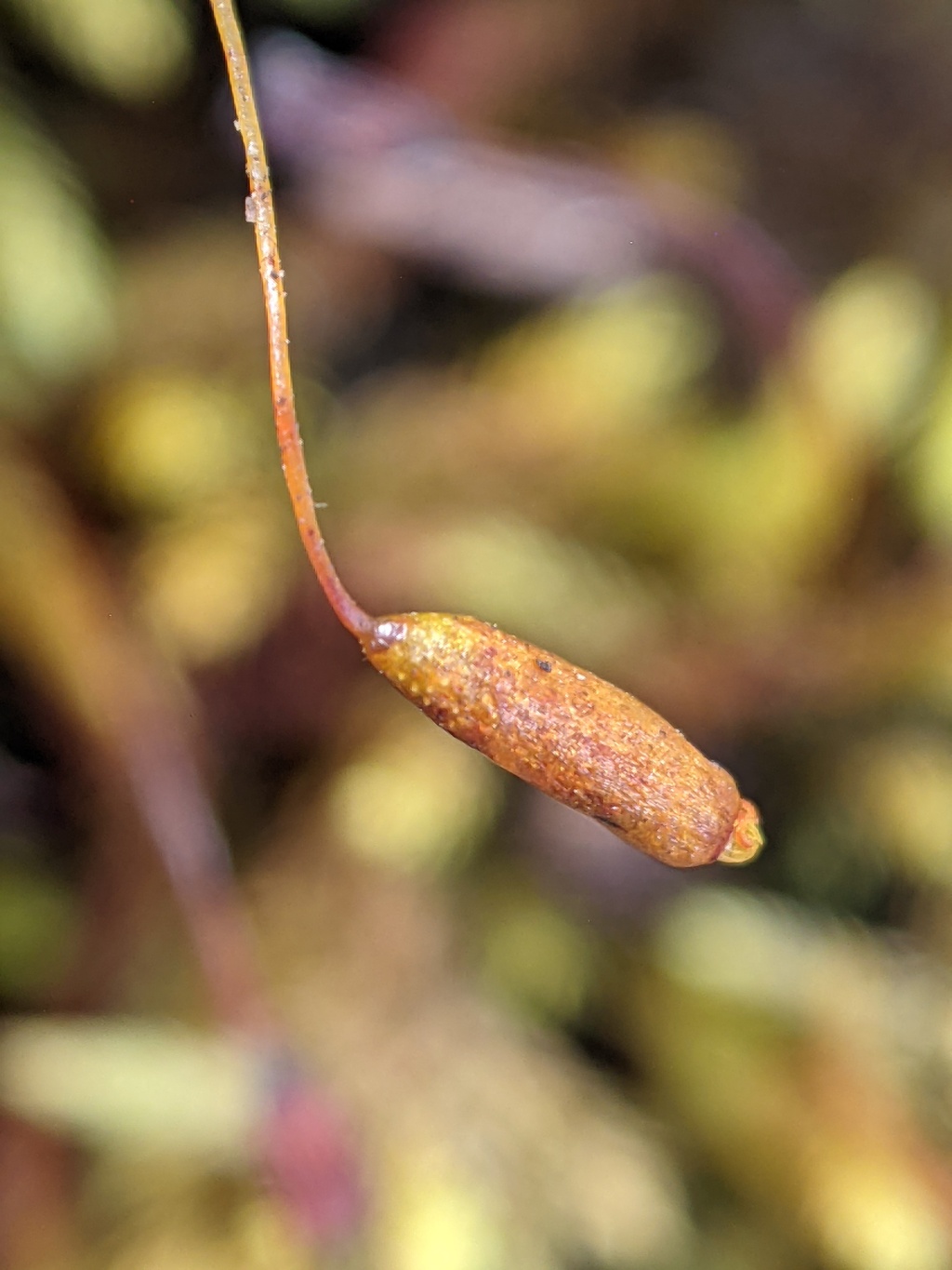 Schizymenium bryoides (hero image)