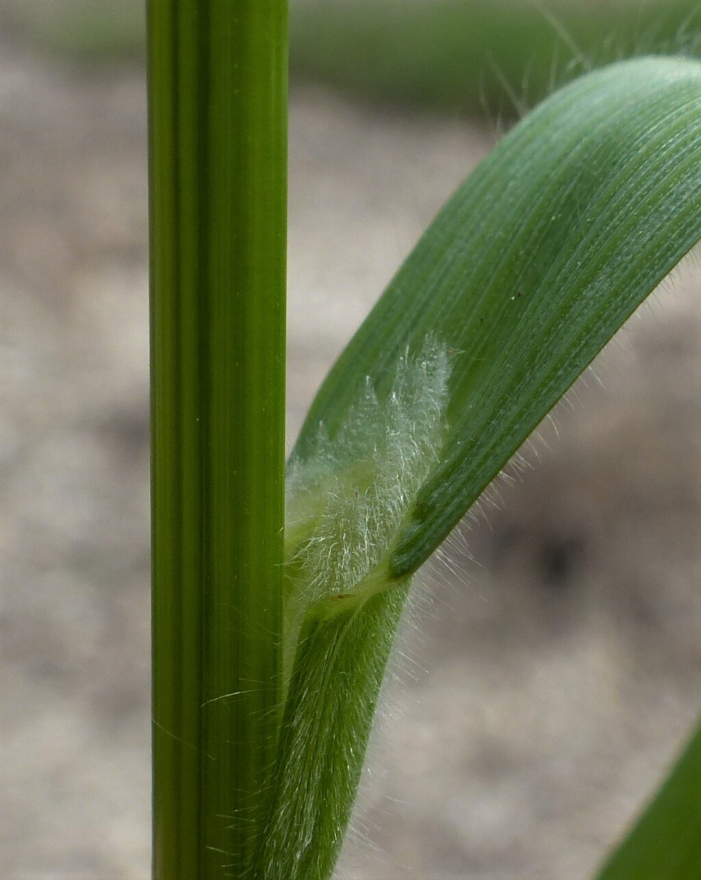 Bromus hordeaceus (hero image)