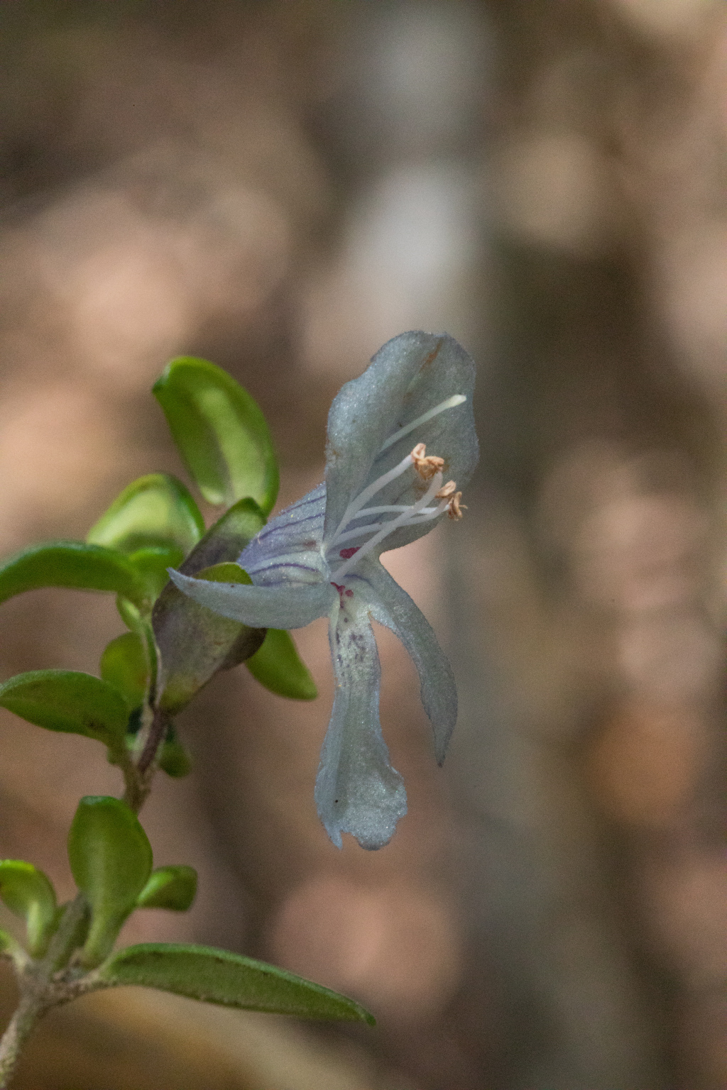 Prostanthera walteri (hero image)