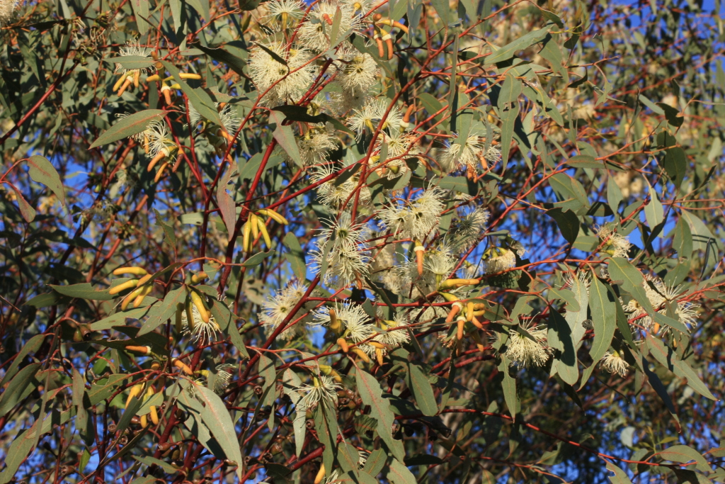 Eucalyptus astringens (hero image)