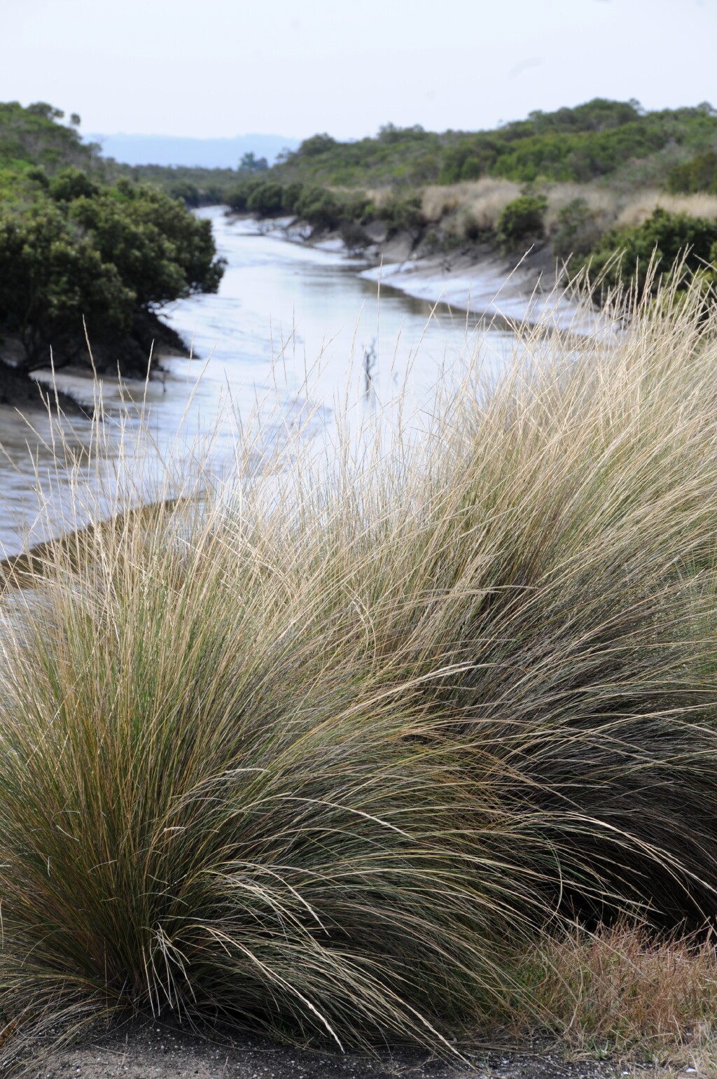 Austrostipa stipoides (hero image)