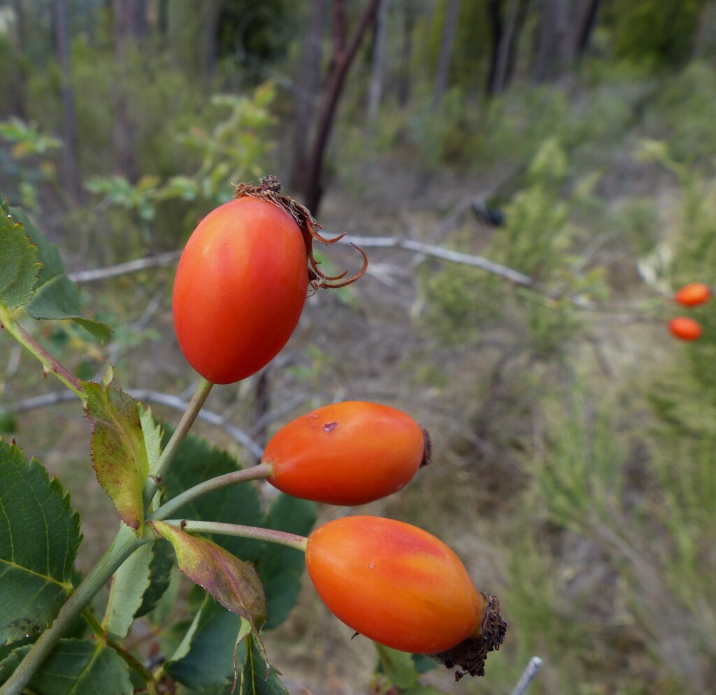 Rosa rubiginosa (hero image)