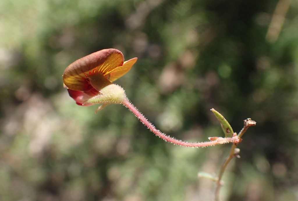 Bossiaea prostrata (hero image)