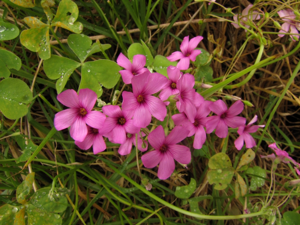 Oxalis articulata (hero image)