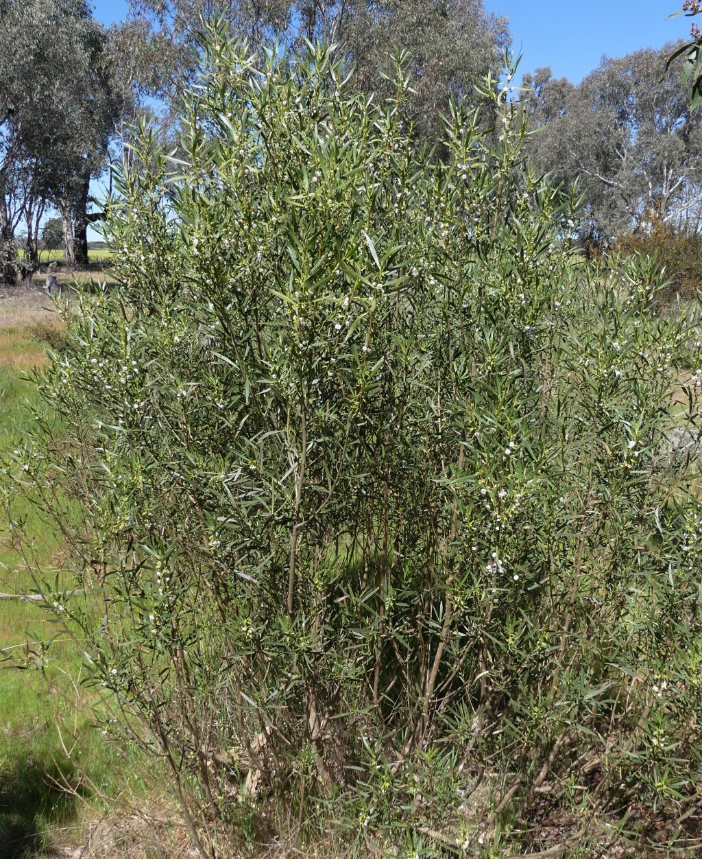Myoporum montanum (hero image)