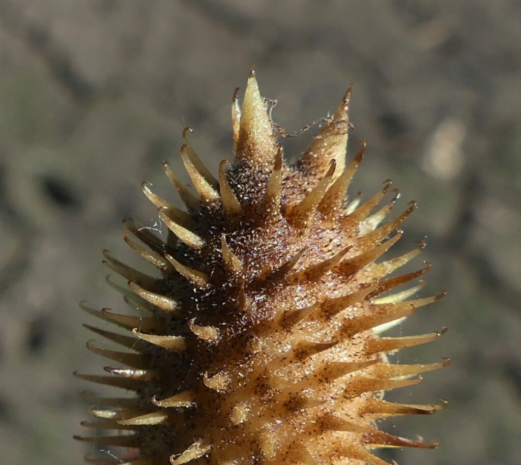 Xanthium occidentale (hero image)