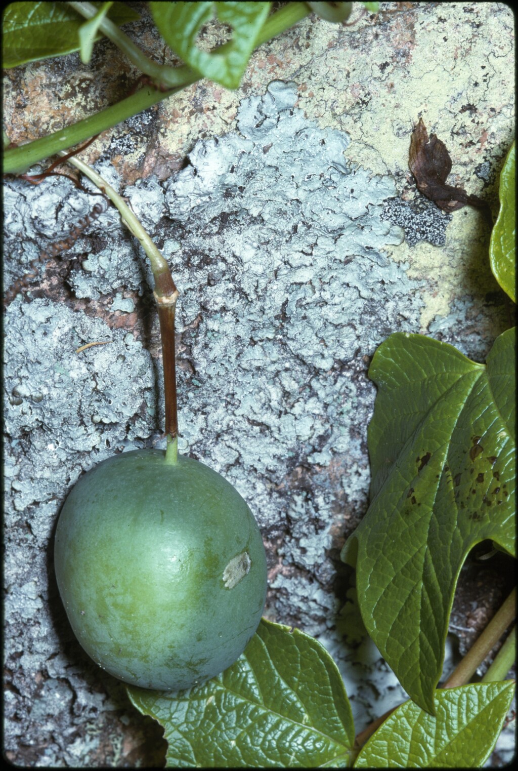 Passifloraceae (hero image)