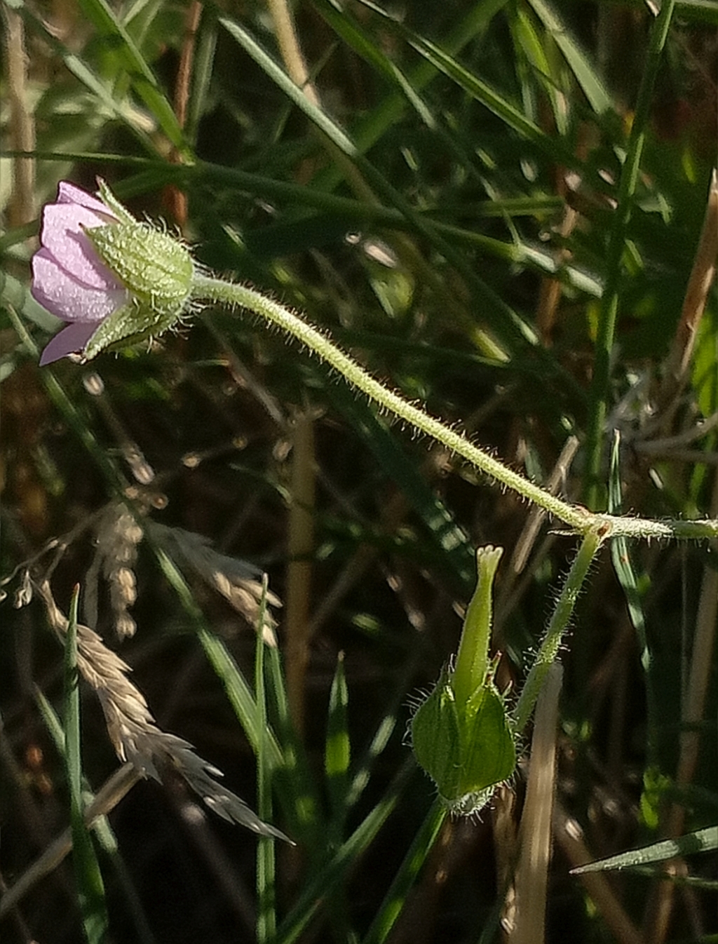 Geranium sp. 6 (hero image)