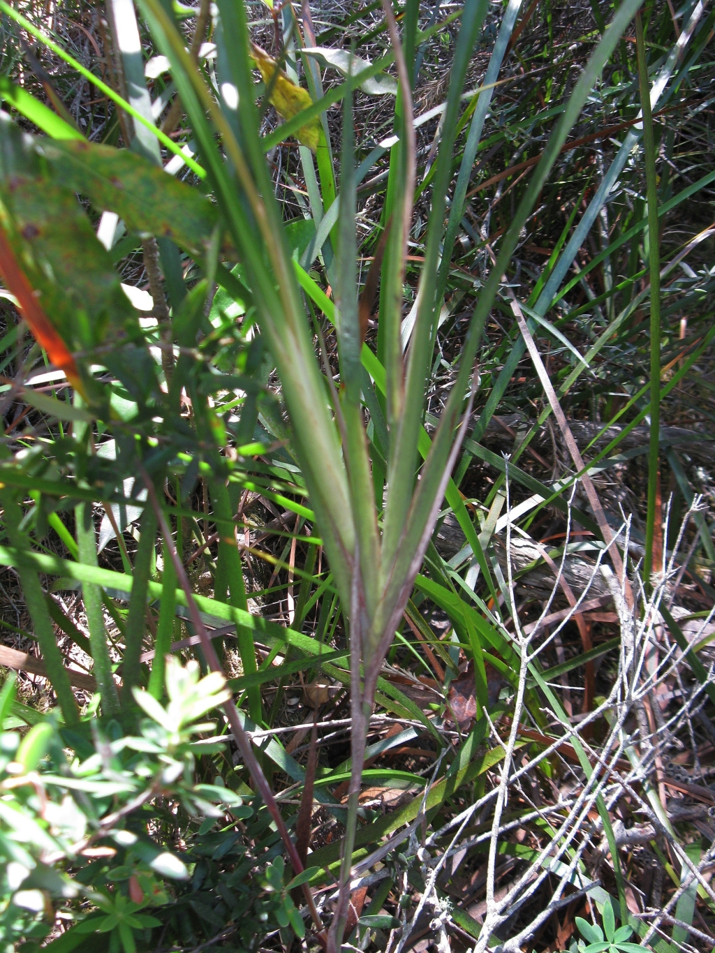 Dianella caerulea var. producta (hero image)