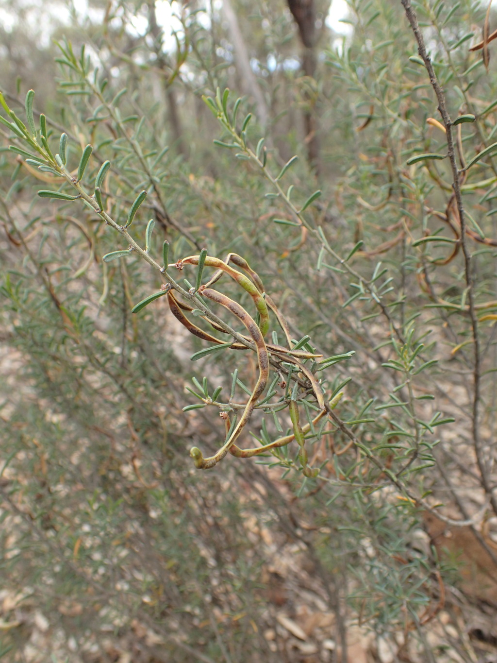 Acacia flexifolia (hero image)