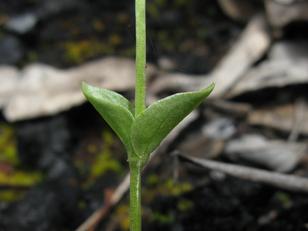 Sebaea ovata (hero image)