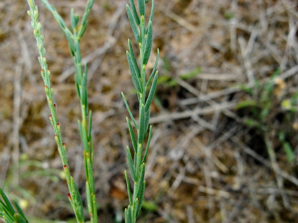 Pimelea trichostachya (hero image)