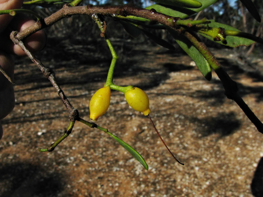 Amyema miraculosa (hero image)