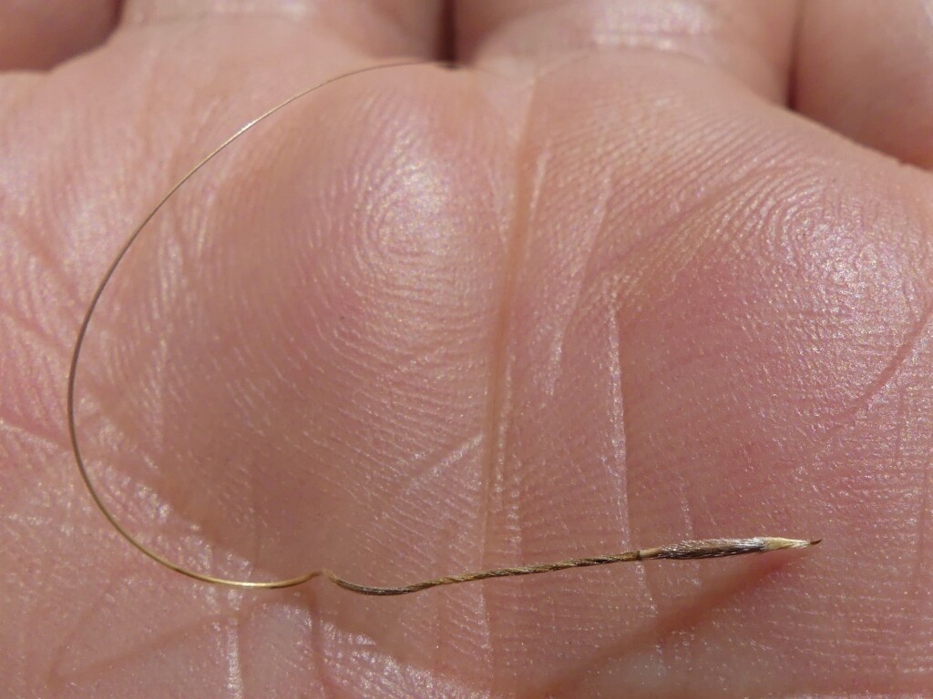 Austrostipa nodosa (hero image)