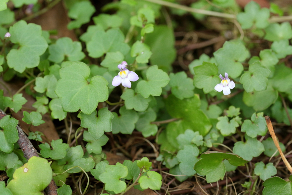 Cymbalaria muralis subsp. muralis (hero image)