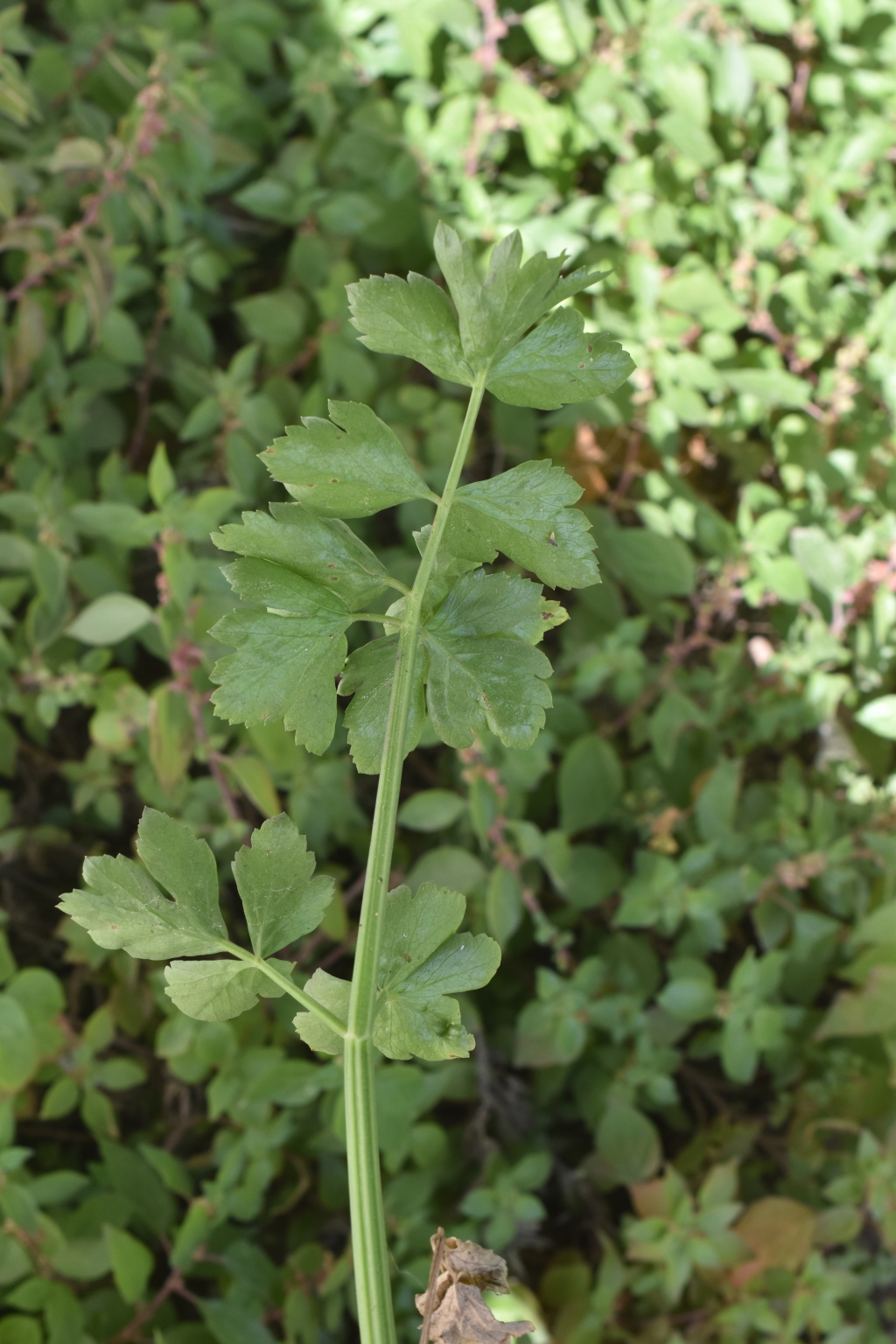 Apium prostratum var. filiforme (hero image)