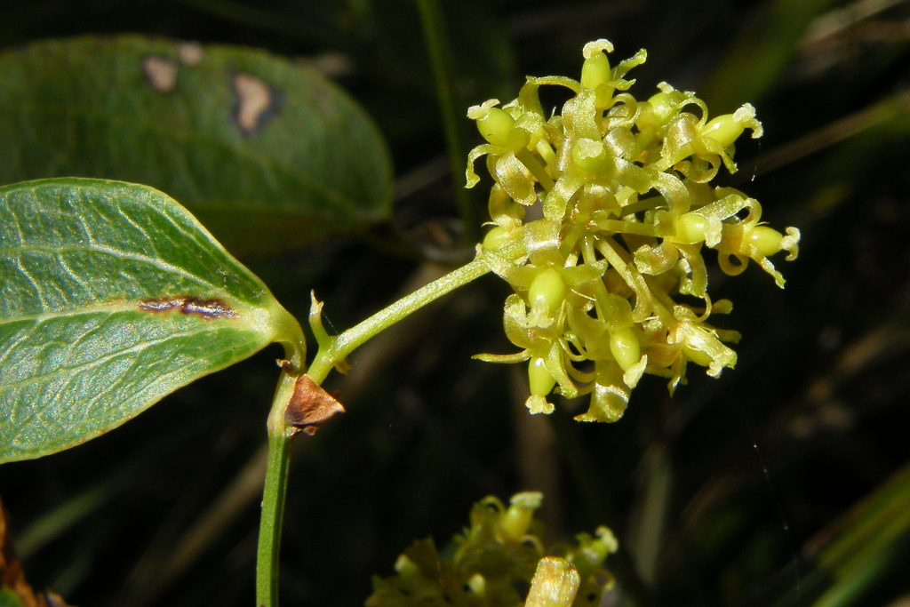 Smilax (hero image)