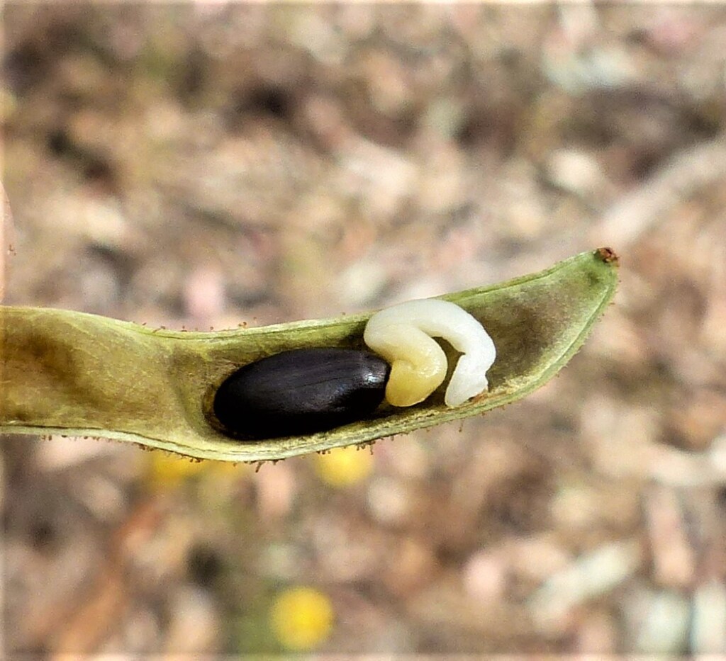 Acacia aspera (hero image)