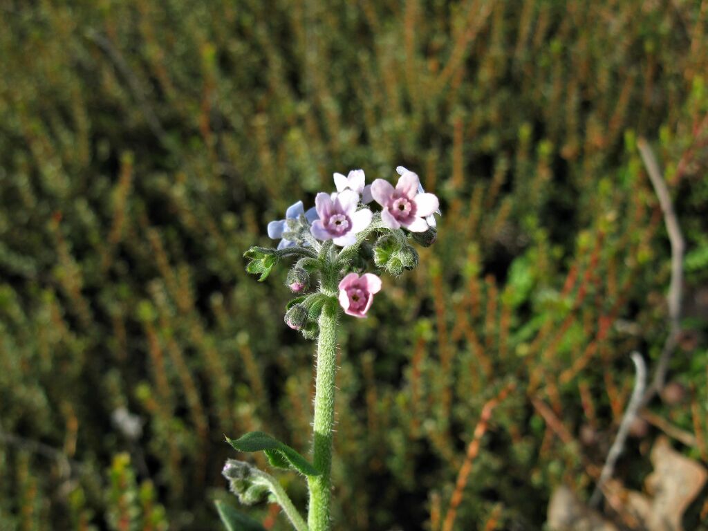 Cynoglossum australe (hero image)