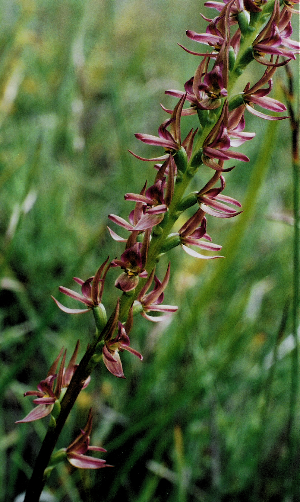 Prasophyllum barnettii (hero image)