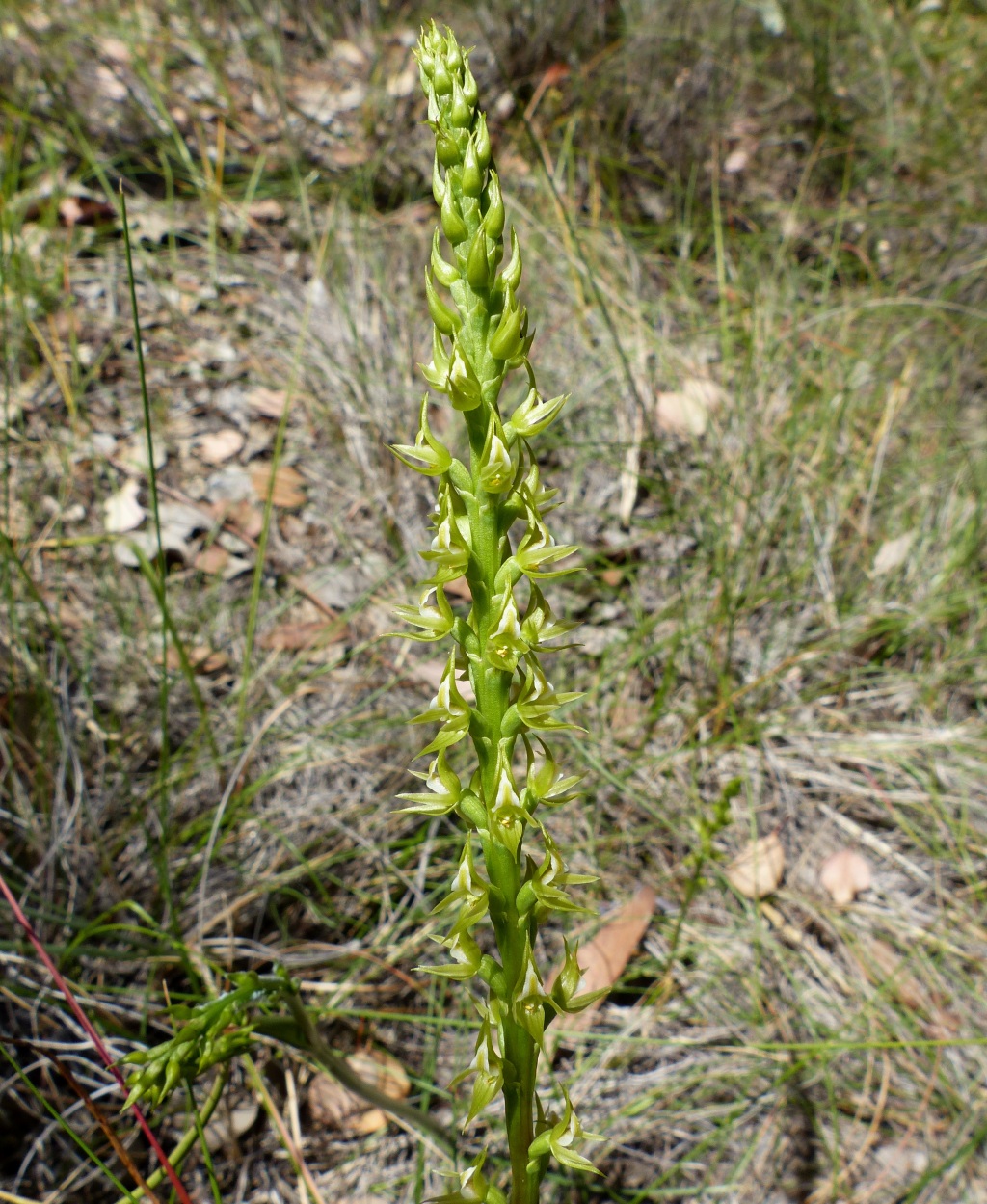 Prasophyllum sp. aff. validum (hero image)