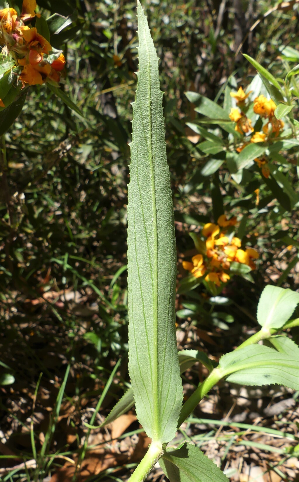 Veronica derwentiana subsp. derwentiana (hero image)