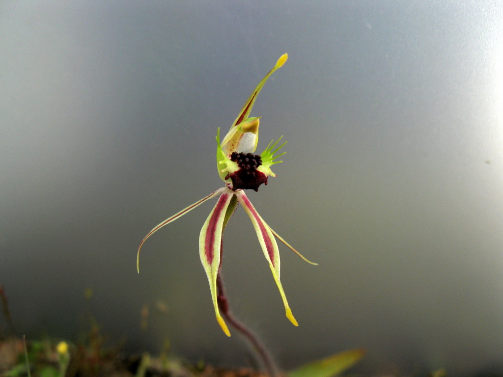 Caladenia verrucosa (hero image)