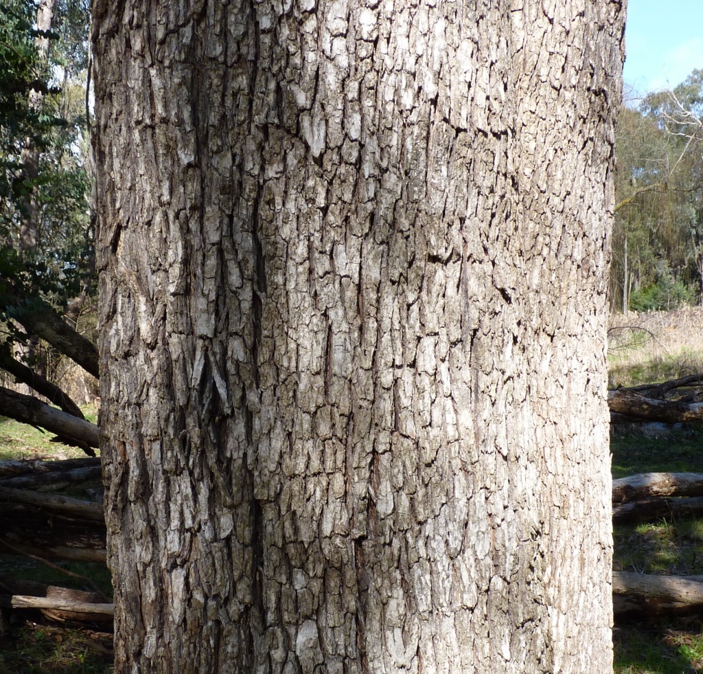 Eucalyptus bridgesiana (hero image)