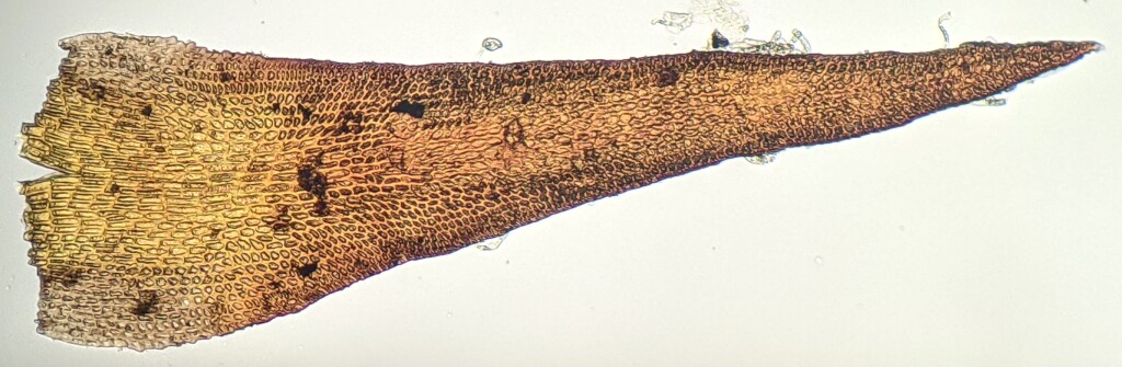 Andreaea microvaginata (hero image)