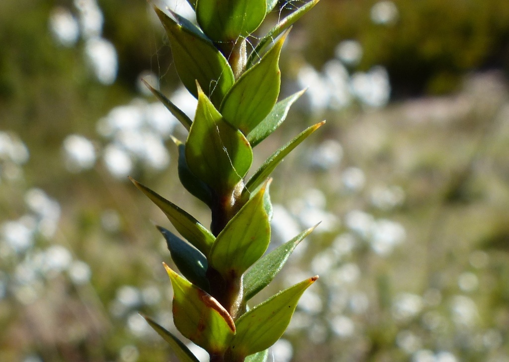 Epacris breviflora (hero image)