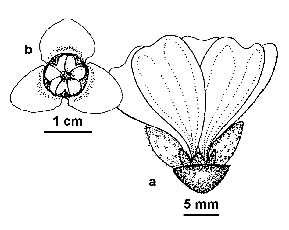 Malva arborea (hero image)