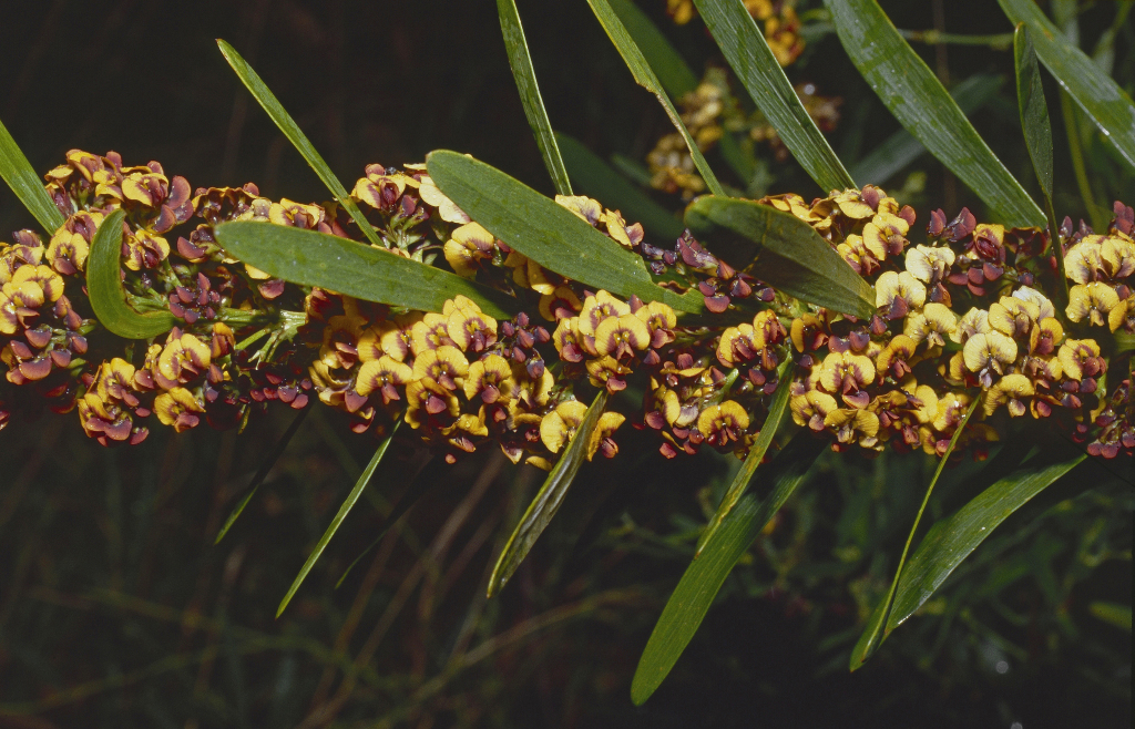 Daviesia mimosoides (hero image)