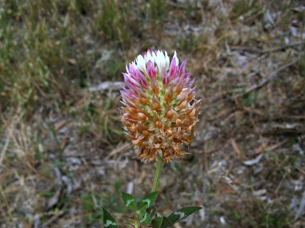 Trifolium vesiculosum (hero image)