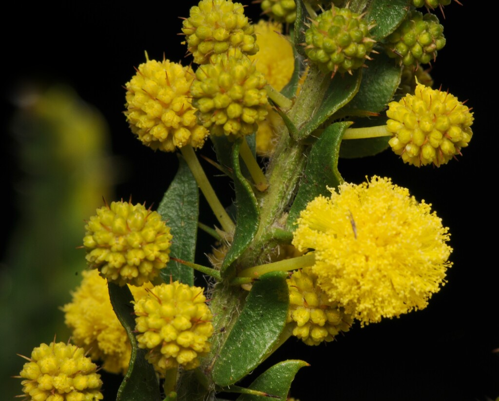 Acacia paradoxa (hero image)