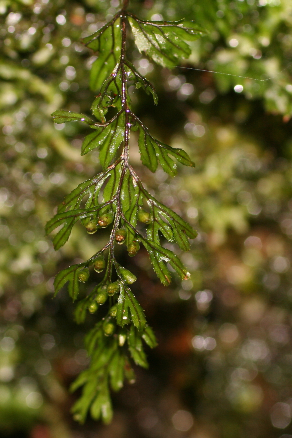 Hymenophyllum peltatum (hero image)