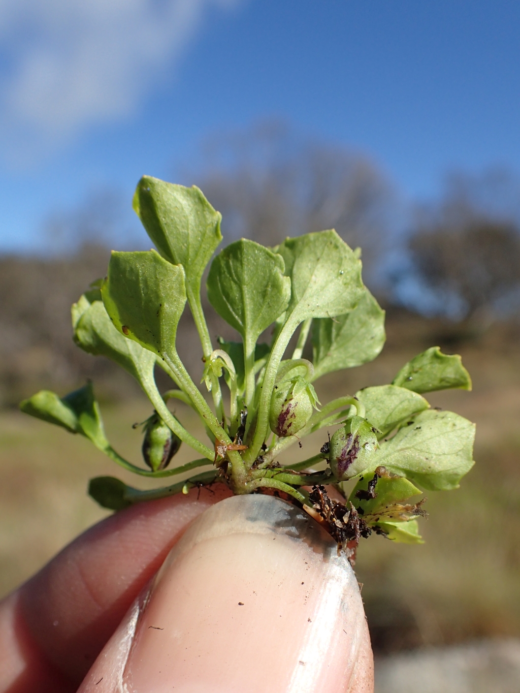 Viola fuscoviolacea (hero image)