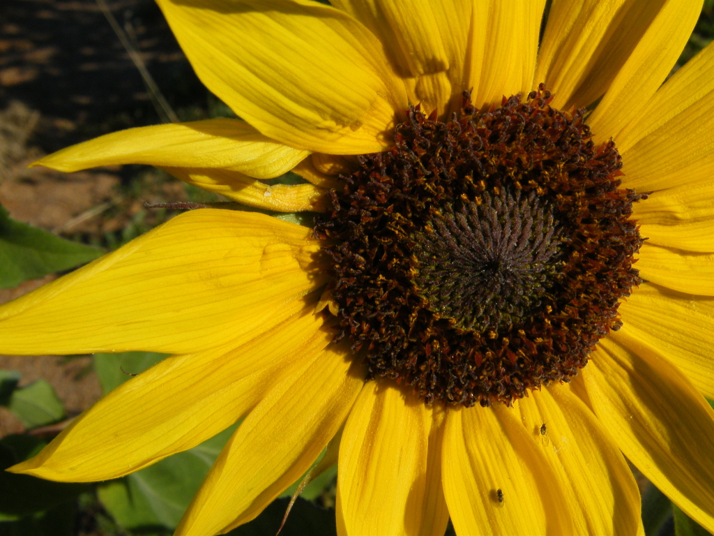 Helianthus annuus (hero image)