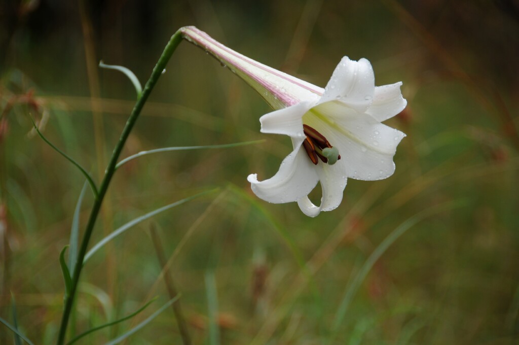 Lilium formosanum (hero image)