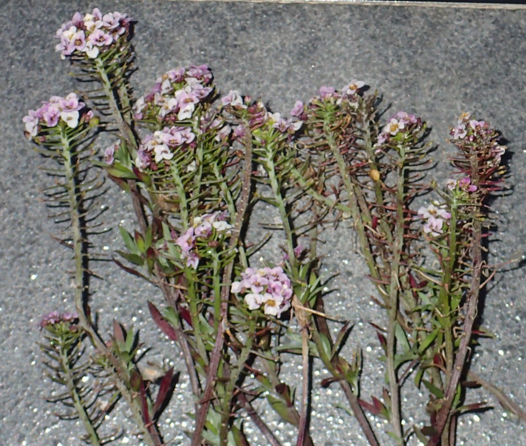 Lobularia maritima (hero image)