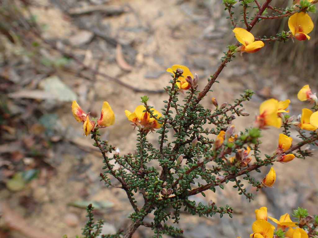 Pultenaea gunnii subsp. gunnii (hero image)